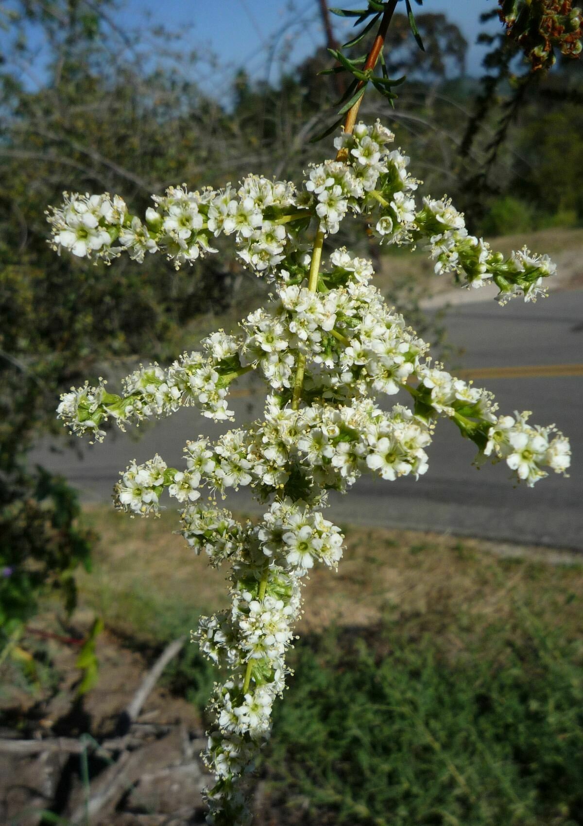 High Resolution Adenostoma fasciculatum Flower